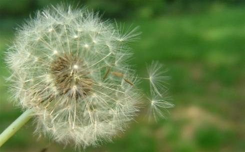 dandelion-spring-allergies-2281325-l